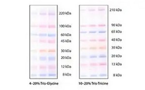 mPAGE™ color protein standards for SDS-PAGE and Western blotting applications