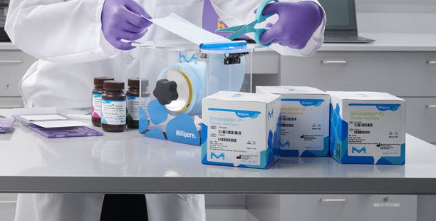 Protein Transfer in Western Blotting A lab worker wearing purple gloves holds a pair of blue scissors while standing behind a set of buffers and reagents.