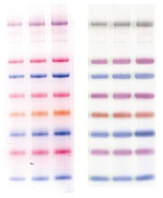 ColorBurst protein markers ColorBurst protein markers for gel electrophoresis