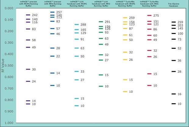 The chart displays molecular weight (kDa) differences of mPAGE® Color Protein Standard when separated on different gel chemistries.  The mPAGE® Color Protein Standard consists of 10 colored bands.  Migration patterns and apparent molecular weight for 4 gel chemistries are displayed, mPAGE® Bis Tris precast gels, mPAGE® LUX Bis-Tris, mPAGE® TurboMix Bis-Tris and Tris-Glycine.  The apparent molecular weight for all Bis-Tris gel chemistries is presented for MOPS and MES running buffer.  Separation ranges and apparent molecular weight for the Color Protein Standard are dependent on the gel chemistry and running buffer choice; mPAGE® precast gel with MOPS Running Buffer [242kDa-10kDa], mPAGE® precast gel with MES Running Buffer [257kDa-10kDa], mPAGE® LUX handcast gel with MOPS Running Buffer [288kDa-10kDa], mPAGE® LUX handcast gel with MES Running Buffer [291kDa-10kDa], mPAGE® TurboMix handcast gel with MOPS Running Buffer [259kDa-10kDa], mPAGE® TurboMix handcast gel with MES Running Buffer [275kDa-10kDa], and Tris-Glycine handcast gels with Tris-Glycine Buffer [259-10kDa]. Color Protein Standard separated on Bis-Tris gels using MOPS running buffer typically migrate further into the gel than with MES running buffer for a given gel chemistry. For most accurate molecular weight calculation always utilize a unstained molecular weight marker.