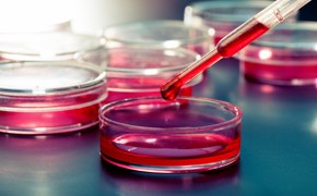 A close-up view shows several petri dishes filled with a pink liquid medium. In the foreground, a pipette is dispensing a red fluid into one of the petri dishes. The background features additional petri dishes and the environment suggests a sterile, controlled setting typical for biological research.