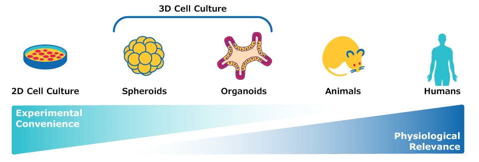 3D Cell Culture Diagram Models for preclinical assessment of monoclonal antibodies, including 2D cell culture, 3D cell culture, organoids, animal models, and studies using human samples.