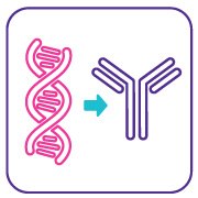 mAb cell line characterization 세포주 개발을 위한 단클론 항체(mAb) 기반 검사 제품군