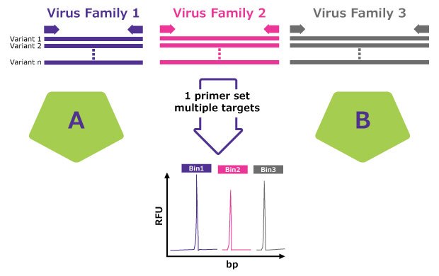 A method for detecting multiple virus families using a single primer set. The image shows three virus families (Virus Family 1 in purple, Virus Family 2 in pink, and Virus Family 3 in grey), each with multiple variants. A single primer set targets multiple sequences from these virus families, shown by arrows pointing to a graph below. The graph displays relative fluorescence units (RFU) against base pairs (bp), with three distinct peaks (Bin1 in purple, Bin2 in pink, and Bin3 in grey) indicating the detection of each virus family. Divided into two sections labeled A and B, represented by green pentagons. A method for detecting multiple virus families using a single primer set. The image shows three virus families (Virus Family 1 in purple, Virus Family 2 in pink, and Virus Family 3 in grey), each with multiple variants. A single primer set targets multiple sequences from these virus families, shown by arrows pointing to a graph below. The graph displays relative fluorescence units (RFU) against base pairs (bp), with three distinct peaks (Bin1 in purple, Bin2 in pink, and Bin3 in grey) indicating the detection of each virus family. Divided into two sections labeled A and B, represented by green pentagons.