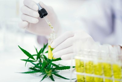 A close-up of a gloved hand using a dropper to add a yellow liquid into a small glass vial, surrounded by green cannabis leaves and several other vials filled with yellow liquid in the background. A close-up of a gloved hand using a dropper to add a yellow liquid into a small glass vial, surrounded by green cannabis leaves and several other vials filled with yellow liquid in the background.