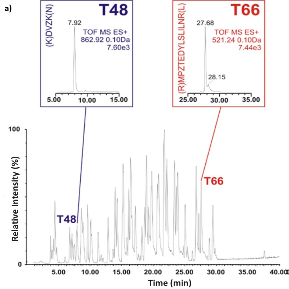 A base peak chromatogram representing peptide mapping of a bovine serum albumin (BSA) tryptic digest analyzed using a C18 reversed-phase liquid chromatography gradient. The x-axis shows retention time in minutes ranging from 0 to 40, while the y-axis represents relative intensity in percentage, scaling from 0 to 100. Two labeled peaks are highlighted on the chromatogram, corresponding to peptide fragments T48 and T66. T48 appears at a retention time of 7.92 minutes and is shown in an inset with the peptide sequence (K)DVZK(N), a molecular weight of 862.92 Da, and a TOF MS ES+ signal of 7.60e3. T66 elutes later, at 27.68 minutes, and its inset displays the sequence (R)MPZTEDYLSLILNR(L), with a molecular weight of 521.24 Da detected as a doubly charged ion, and a TOF MS ES+ signal of 7.44e3. The insets provide zoomed views of their respective ion chromatograms, including start and end times for the elution peaks, overlaid above the corresponding sections of the full chromatogram. A base peak chromatogram representing peptide mapping of a bovine serum albumin (BSA) tryptic digest analyzed using a C18 reversed-phase liquid chromatography gradient. The x-axis shows retention time in minutes ranging from 0 to 40, while the y-axis represents relative intensity in percentage, scaling from 0 to 100. Two labeled peaks are highlighted on the chromatogram, corresponding to peptide fragments T48 and T66. T48 appears at a retention time of 7.92 minutes and is shown in an inset with the peptide sequence (K)DVZK(N), a molecular weight of 862.92 Da, and a TOF MS ES+ signal of 7.60e3. T66 elutes later, at 27.68 minutes, and its inset displays the sequence (R)MPZTEDYLSLILNR(L), with a molecular weight of 521.24 Da detected as a doubly charged ion, and a TOF MS ES+ signal of 7.44e3. The insets provide zoomed views of their respective ion chromatograms, including start and end times for the elution peaks, overlaid above the corresponding sections of the full chromatogram.