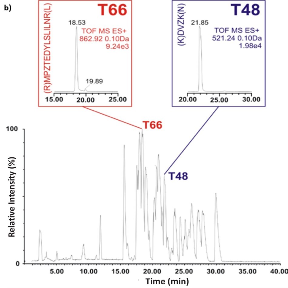 A base peak chromatogram depicting the peptide mapping of a bovine serum albumin (BSA) tryptic digest analyzed using a ZIC®-HILIC gradient. The x-axis displays time in minutes ranging from 0 to 40, and the y-axis indicates relative intensity in percentage, from 0 to 100. Two distinct peaks are annotated as T66 and T48, each connected to insets showing zoomed ion chromatograms. T66 elutes at approximately 18.53 minutes and is represented by the peptide sequence (R)MPZTEDYLSLILNR(L), with a molecular weight of 1723.23 detected as a doubly charged ion, yielding a mass of 862.92 Da and a signal intensity of 9.24e3. T48 elutes later at 21.85 minutes and corresponds to the peptide (K)DVZK(N), a smaller fragment with a molecular weight of 520.23 detected at 521.24 Da and a signal intensity of 1.98e4. The insets provide magnified views of their respective elution profiles between 15 to 25 minutes for T66 and 20 to 30 minutes for T48, overlaying the corresponding peaks on the full chromatogram trace. A base peak chromatogram depicting the peptide mapping of a bovine serum albumin (BSA) tryptic digest analyzed using a ZIC®-HILIC gradient. The x-axis displays time in minutes ranging from 0 to 40, and the y-axis indicates relative intensity in percentage, from 0 to 100. Two distinct peaks are annotated as T66 and T48, each connected to insets showing zoomed ion chromatograms. T66 elutes at approximately 18.53 minutes and is represented by the peptide sequence (R)MPZTEDYLSLILNR(L), with a molecular weight of 1723.23 detected as a doubly charged ion, yielding a mass of 862.92 Da and a signal intensity of 9.24e3. T48 elutes later at 21.85 minutes and corresponds to the peptide (K)DVZK(N), a smaller fragment with a molecular weight of 520.23 detected at 521.24 Da and a signal intensity of 1.98e4. The insets provide magnified views of their respective elution profiles between 15 to 25 minutes for T66 and 20 to 30 minutes for T48, overlaying the corresponding peaks on the full chromatogram trace.