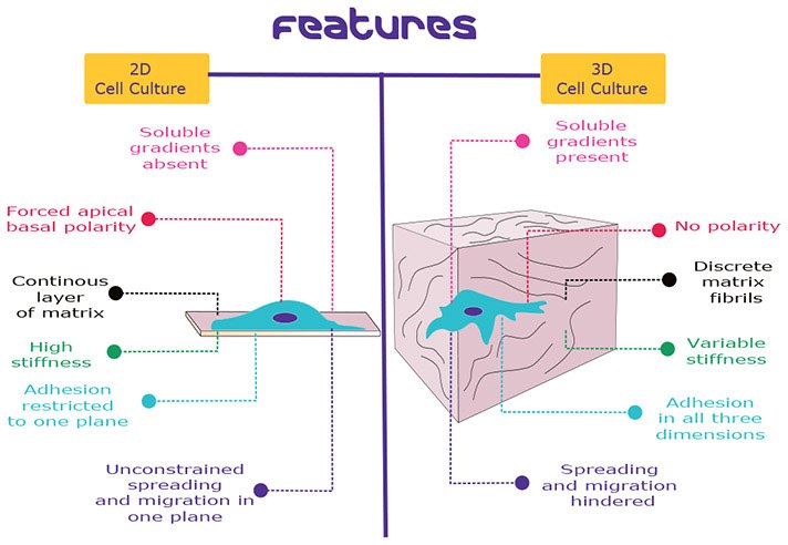 comparison between 2D cell culture and 3D cell culture