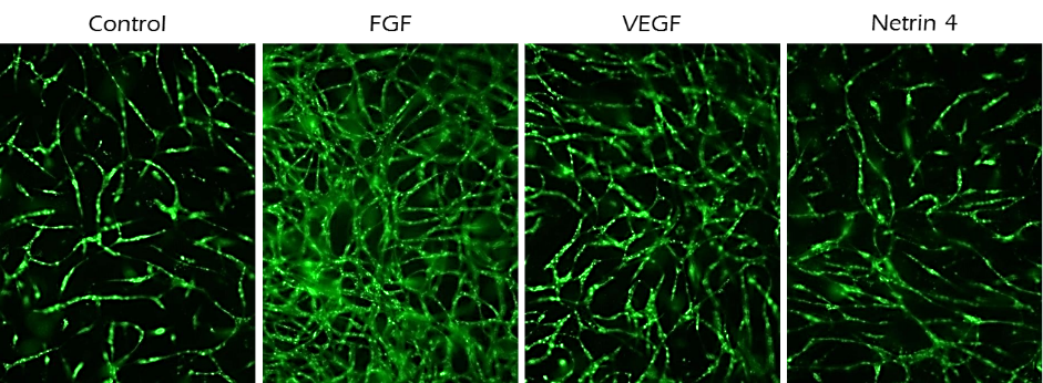 Application of TrueGel® HTS hydrogels in angiogenesis assays