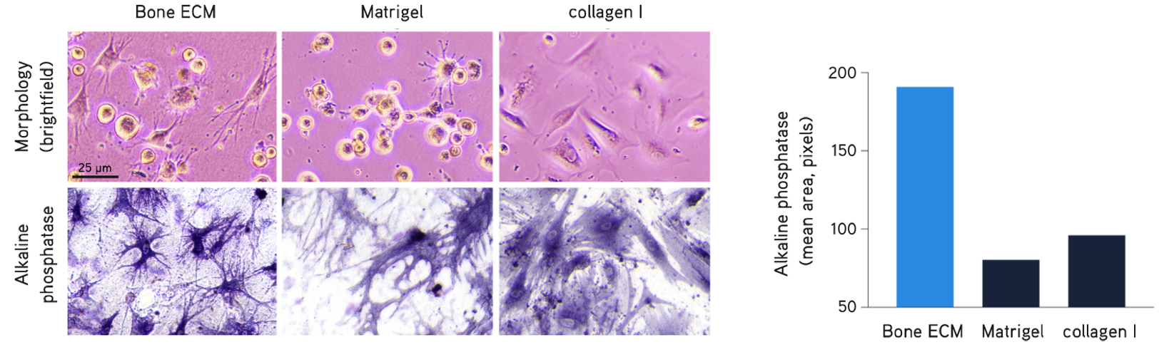 Primary human osteoblasts cultured in Bone dECM Hydrogel (6 mg/mL) show characteristic dendritic morphology after 1 hour in culture. Osteoblasts displayed higher alkaline phosphatase activity in Bone dECM Hydrogels than in Matrigel® matrix or collagen I after 7 days in culture.