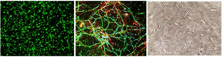 Cells cultured in PhotoGel® hydrogels crosslinked with ruthenium