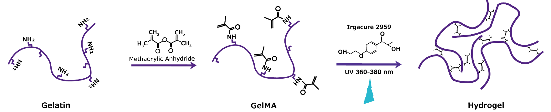 Fabrication of photocrosslinked GelMA hydrogel