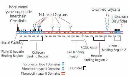 Fibronectin (FN)