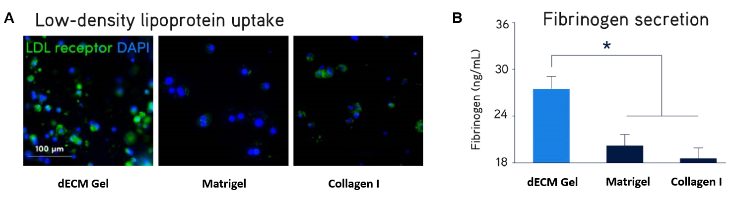 Primary human hepatocytes showed significantly higher expression of LDL receptor (A) and secretion of fibrinogen (B) when cultured in Liver dECM Hydrogels compared to Matrigel® matrix or Collagen I. Primary human hepatocytes and HepG2 hepatocarcinoma liver cells showed significantly higher 3D structure formation (C), enhanced cytochrome P450 activity (D), and increased glycogen storage (E) when cultured in Liver dECM Hydrogels compared to Matrigel® matrix or Collagen I.