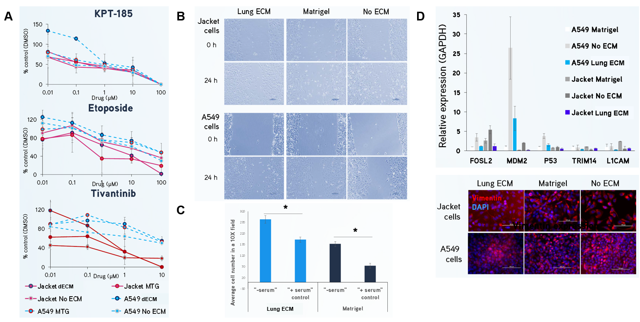 (A) Jacket and A549 lung adenocarcinoma cells were exposed to KPT-185, etoposide and tivantinib for 72 hours and cell number was analyzed using a MTT assay. Cells cultured in Lung dECM Hydrogel exhibited distinct drug resistance profiles with higher IC50 values compared to Matrigel® matrix, which may indicate a more predictive physiological response. (B, C) Jacket and A549 lung adenocarcinoma cells display increased migration and invasion after 24 hours using scratch and Boyden chamber assays when cultured on Lung dECM Hydrogels. (D) Gene expression of Jacket and A549 cultured in Lung dECM hydrogels. Cells cultured in Lung dECM Hydrogels exhibited lower cancer-related gene expression than cells cultured in Matrigel® matrix including lower vimentin expression.