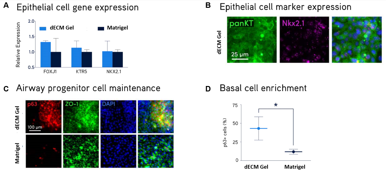 Primary normal human bronchial epithelial (NHBE) cells were cultured on Lung dECM Hydrogels or Matrigel® matrix for 10 days. NHBE cells cultured on dECM Hydrogels supported robust expression of normal lung epithelial cell markers FOXJ1, KTR5, NKX2.1, panKT, p63 and ZO-1 (A,B,C) and generated a larger subpopulation of p63+ basal airway cells (D) compared to Matrigel® matrix.