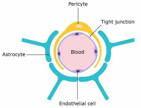 Schematic representation of the blood brain barrier Schematic representation of the blood brain barrier