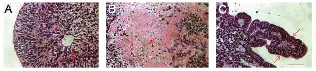 Sections of EBs stained with hematoxylin and eosin illustrating differentiation into ectoderm 