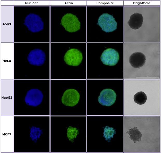 Spheroids Formed in Millicell® Ultra-Low Attachment Plates Spheroids formed in Millicell® Ultra-low attachment plates were imaged using brightfield and confocal imaging.