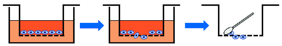 Cell migration assay principle using cell culture inserts