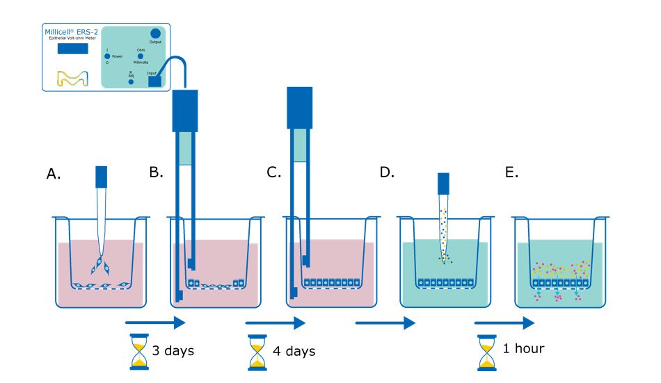 Barrier assay principle using Millicell® hanging cell culture inserts Barrier assay principle using Millicell® hanging cell culture inserts