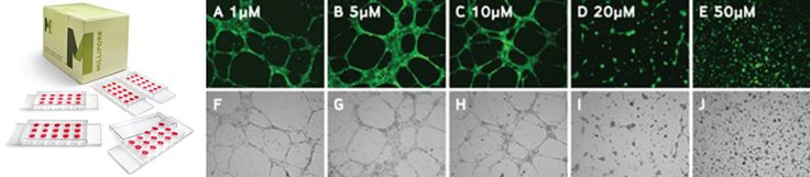 Increasing concentrations of sulforaphane