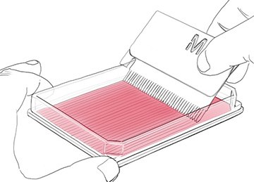 Scratch Wound Healing Assays