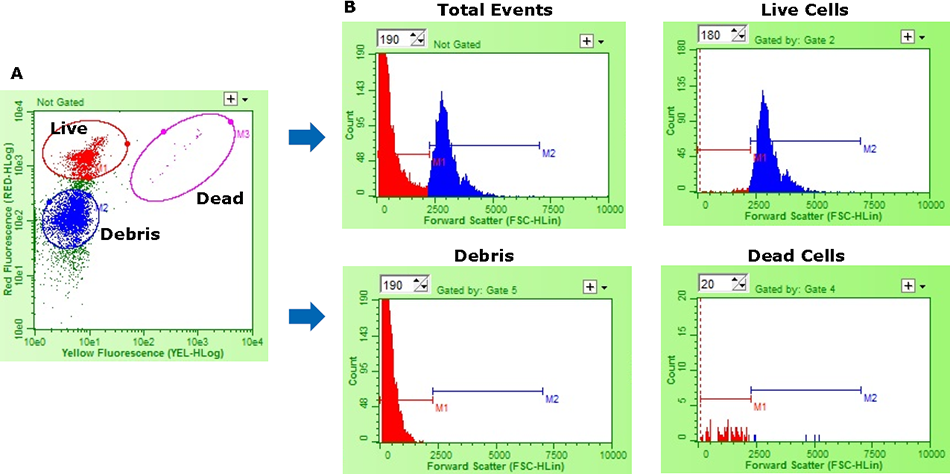 Representative flow cytometry data demonstrating size-based discrimination of live cells from dead and debris. (A) Live cells (Red), dead (Pink), and debris (Blue) fractions were defined using ViaCount<sup>®</sup> Reagent. (B) The histograms demonstrate particle distribution within each fraction as a function of size (as measured by forward scatter). Representative flow cytometry data demonstrating size-based discrimination of live cells from dead and debris