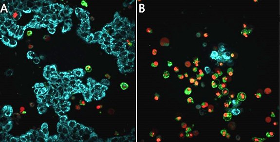 Untreated MCF-7 cells (86012803) (A) or treated with staurosporine (S5921) overnight to induce apoptosis (B), then stained with the BioTracker™ 405 Blue Mitochondria Dye (SCT135), BioTracker NucView<sup>®</sup> 530 Red Caspase-3 Dye (SCT105), and CF<sup>®</sup>488A Annexin V for 30 minutes at 37°C in cell culture medium with no wash. Healthy cells show mitochondrial staining (cyan), apoptotic cells lose blue staining (cyan), and show increased staining of nuclei (red) and CF<sup>®</sup>488A Annexin V staining of cellular membranes (green). Live cell detection apoptosis in MCF-7 breast cancer cells