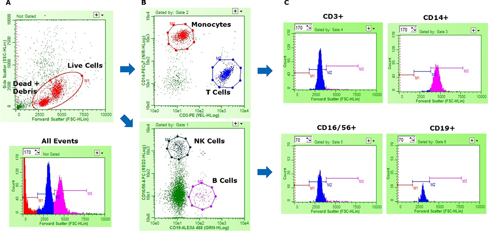 Representative data from multi-color flow cytometry analysis on human PBMCs. (A) 2D plot - Live cells (Red) are distinguished from debris/dead cells (Green) by forward vs. side scatter. A histogram plot depicts the same data defined by forward scatter. (B) Live cells from (A) are fractionated into subsets based on CD3, CD19, CD16/56, and CD14 expression. (C) The histograms show localization of the fours subsets with regards to the two peaks defined by forward scatter. The three main lymphocytes subsets resolved within the smaller (Blue) peak while CD14+ monocytes are restricted to the larger (Pink) peak. Representative data from multi-color flow cytometry analysis on human PBMCs. (A) 2D plot - Live cells (Red) are distinguished from debris/dead cells (Green) by forward vs. side scatter.