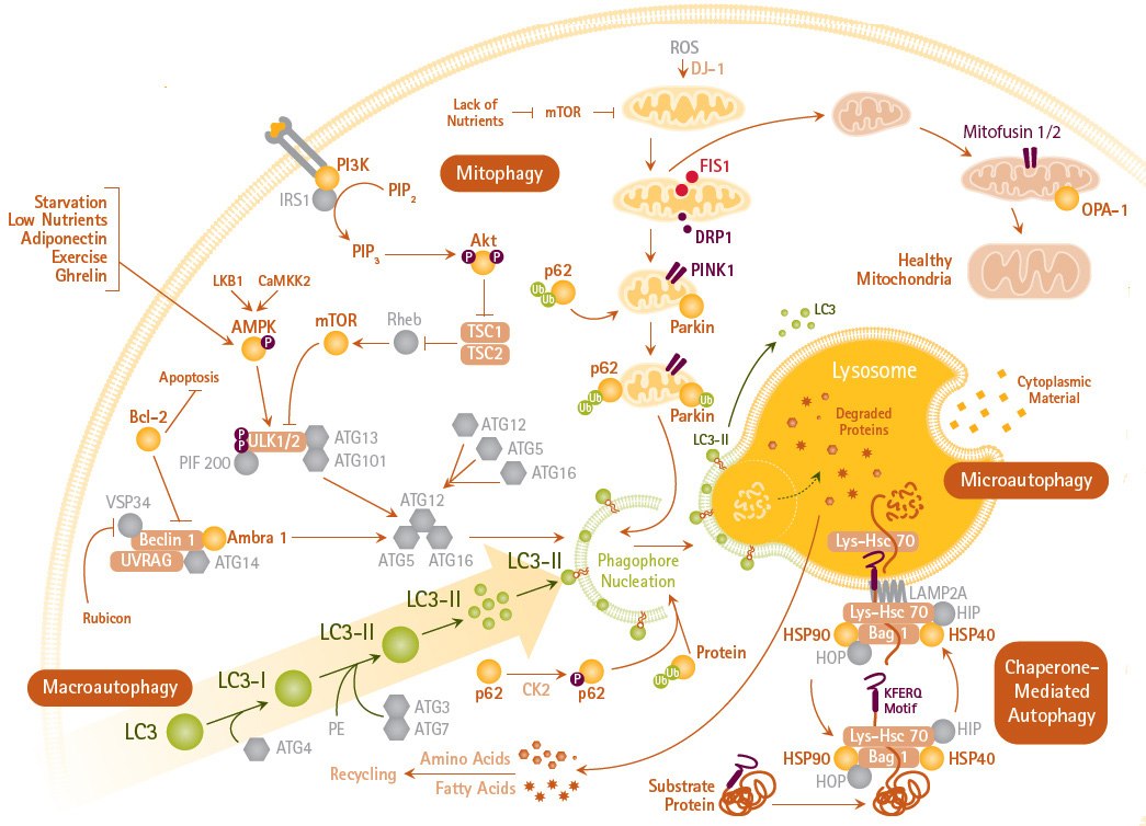 Autophagy Mechanisms and Signaling Pathways. Autophagy (including macroautophagy, mitophagy and microautophagy) is an intracellular degradation system that delivers cytoplasmic constituents to the lysosome often mediated by LC3. Autophagy Mechanisms and Signaling Pathways