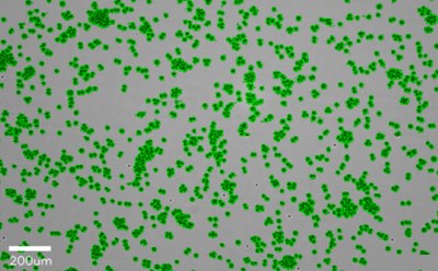 A brightfield image of suspension cells outlined with a green mask generated by the instrument software, with a confluency of 22% denoted in the bottom right corner. A 200 µm bar is shown for scale. A brightfield image of suspension cells outlined with a green mask generated by the instrument software, with a confluency of 22% denoted in the bottom right corner. A 200 µm bar is shown for scale.