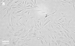 Brightfield imaging of H9C2 cells on Millicell<sup>®</sup> DCI Digital Cell Imager at 20X magnification Brightfield imaging of H9C2 cells on Millicell<sup>®</sup> DCI Digital Cell Imager at 20X magnification