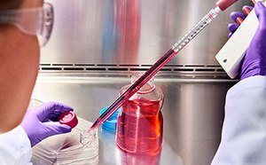 Animal Component Free Cell Culture Reagents