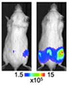 Bioluminescence imaging