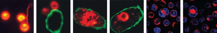 Cell Tracking - Lipophilic Memebrane Dyes