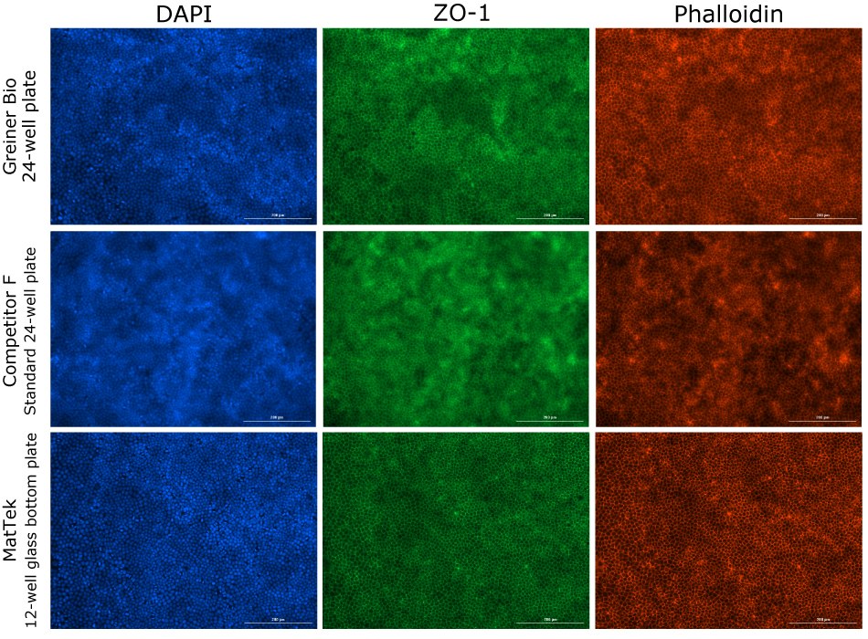 Fluorescence imaging of MDCK II cells grown on Millicell® 1.0 μm clear inserts in different plates