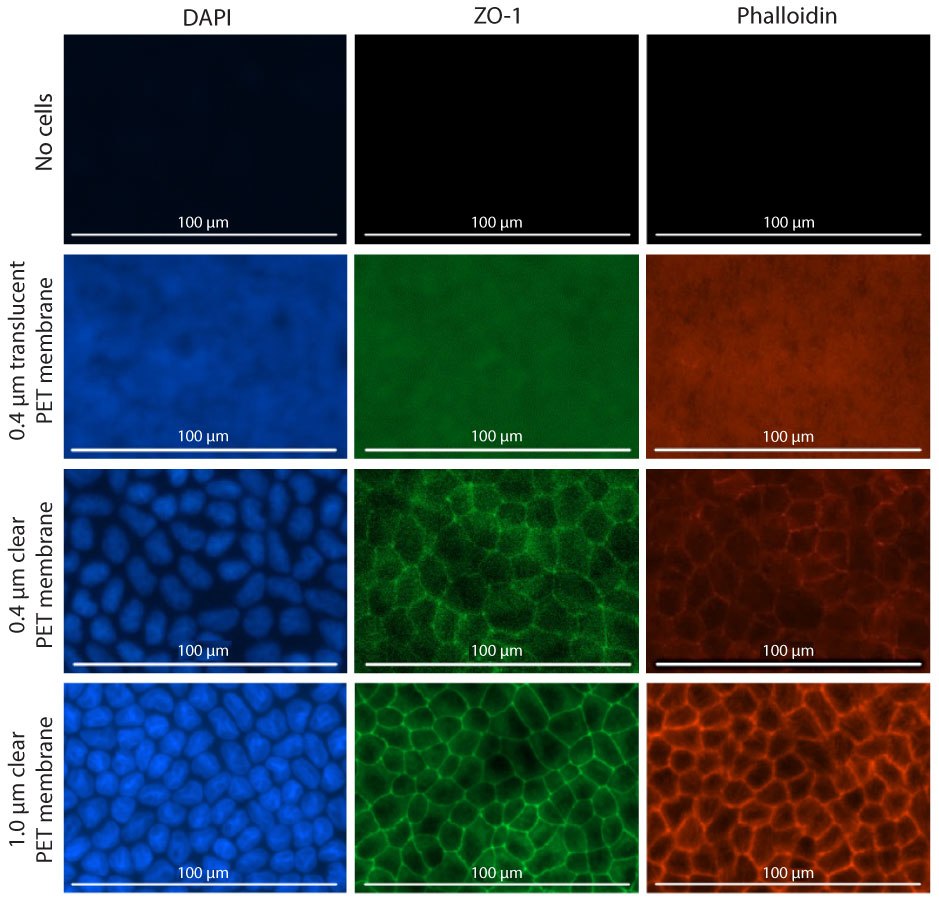 Fluorescence imaging of MDCK II cells grown on Millicell® 1.0 μm clear inserts 