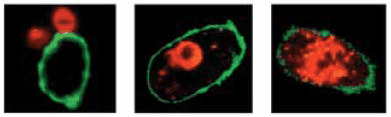 Confocal assay for phagocytosis