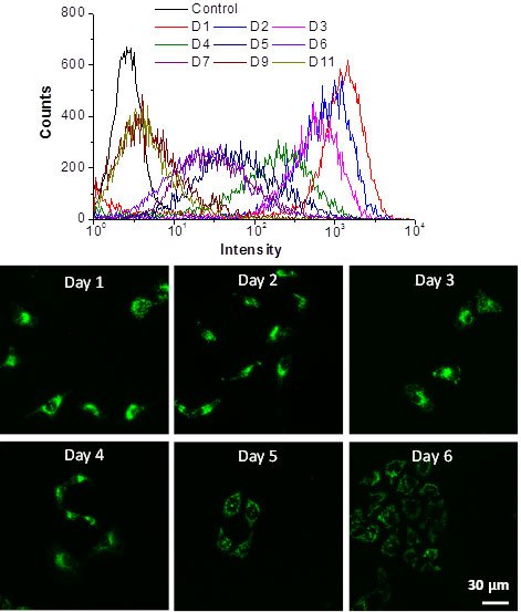 In Vitro Cancer Cell Tracking with LuminiCell Trackers