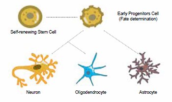 NSCs primarily differentiate into neurons, astrocytes, and oligodendrocytes, depending on environmental cues.