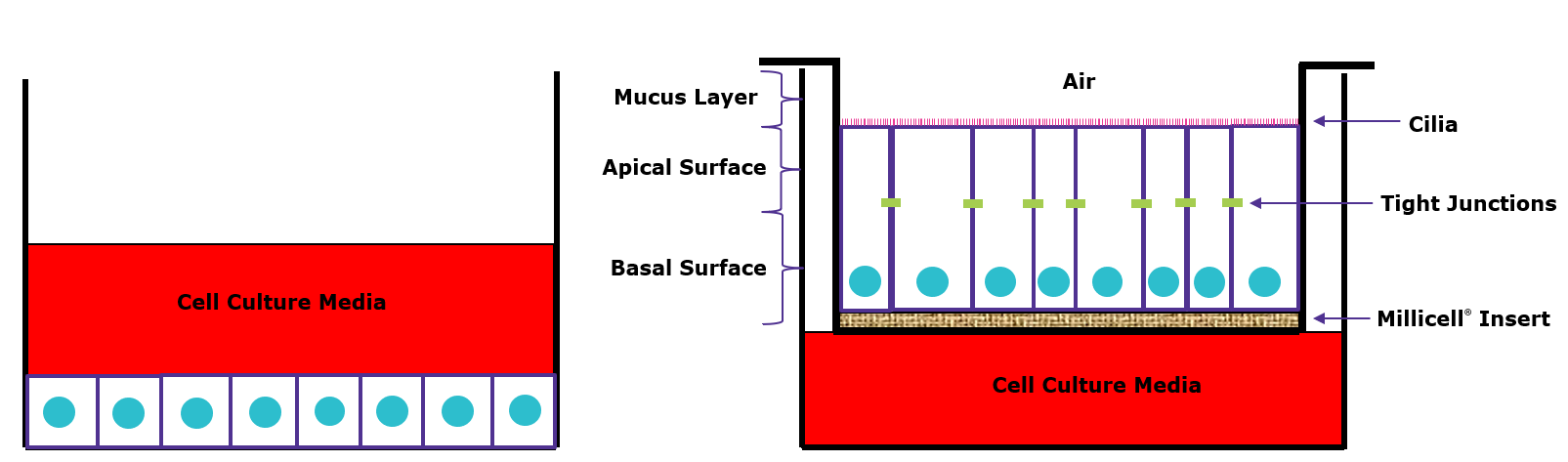 Air-liquid interface (ALI) culture