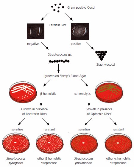 Pneumococci