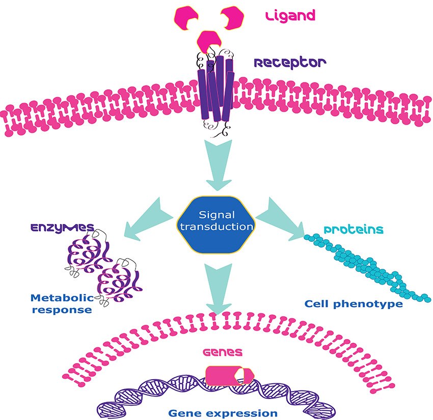 General Growth Factor and Cytokine Signaling Mechanism Growth Factor signaling