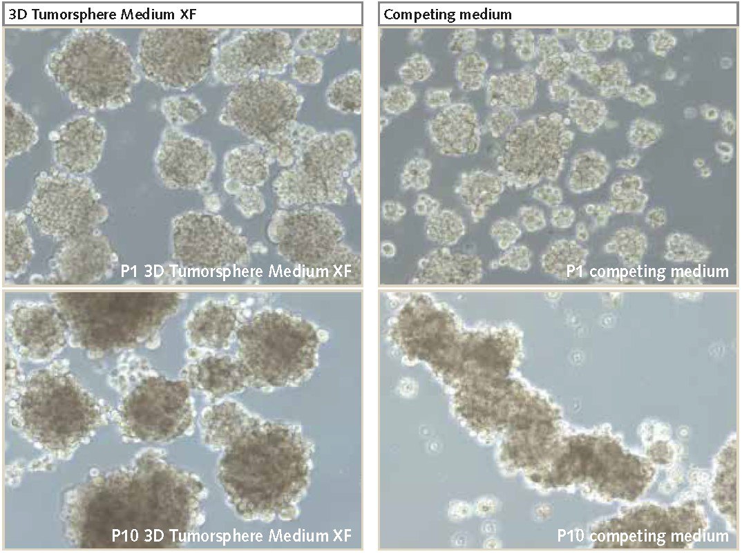 U-87 MG cells cultured as 3D neurospheres