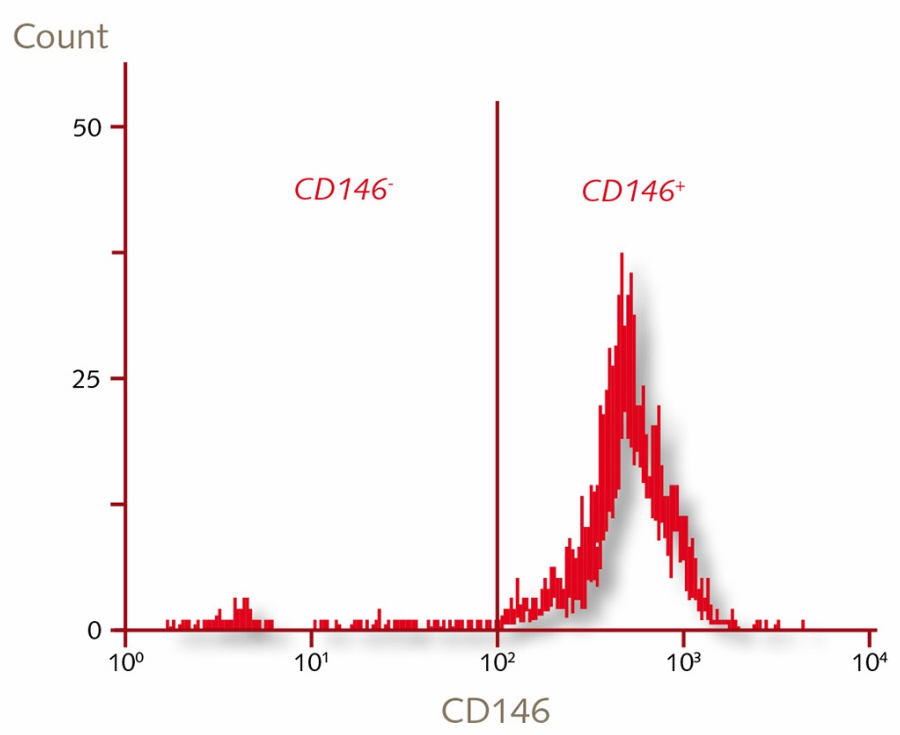 Characterization of human placenta derived vascular pericytes