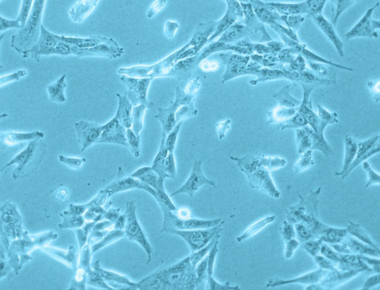 Characterization of human placenta derived vascular pericytes