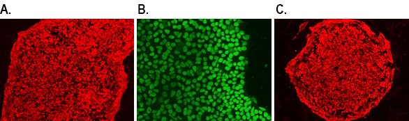 Human iPSC pluripotency markers