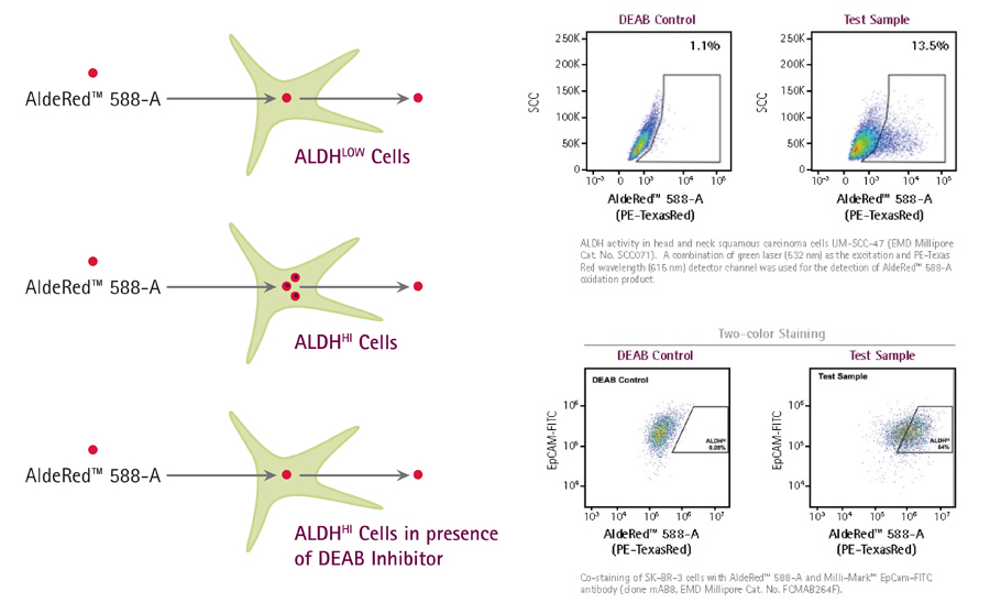 AldeRed 588-A is a fluorescent and non-toxic ALDH substrate that diffuses freely into live intact and viable cells, but remains trapped inside the cells once converted by ALDH into the corresponding acid. AldeRed 588-A Deab Control