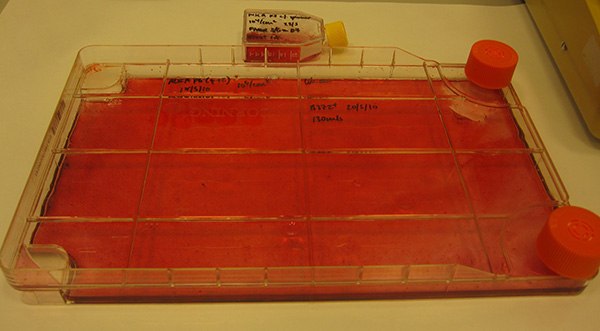 Large scale osteocyte differentiation of bone-marrow MSC cell lines